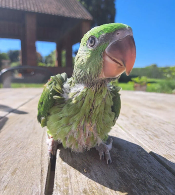 looking 4 handreared parrot