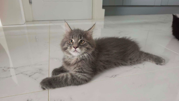 SILVER MAINE COON KITTEN BOY FOR SALE