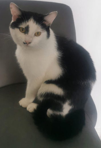 Missing Cat. Black and White called Chompie in Bolton