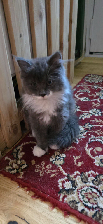 Two beautiful kittens