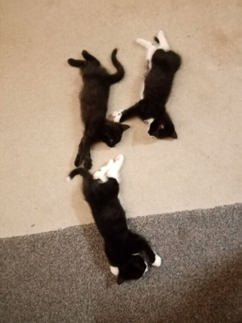 8 week old kittens. 2x Black and white tuxedo - 1x all black