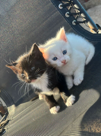 RARE british shorthair kittens