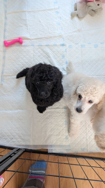 Exceptional moyen poodle puppies