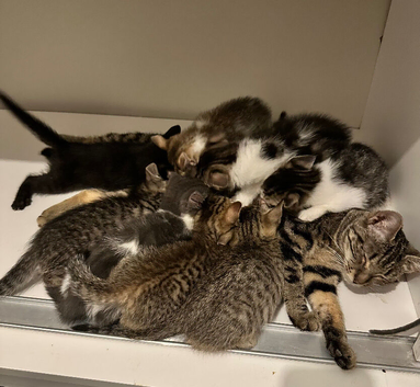We are looking for the most loving homes for these wonderful kittens. ️