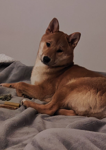 Shiba Inu male for sale to a loving home