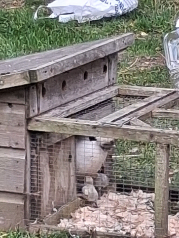 Silkie chicks
