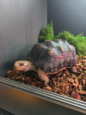 Red-Footed Tortoise (Toby) | Approx. 6 years old | Full setup included
