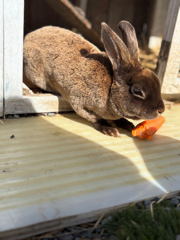 Boy rabbit
