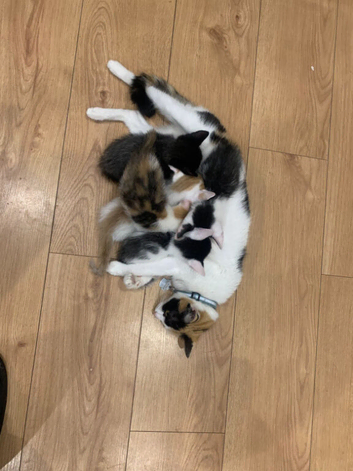 3 kittens available