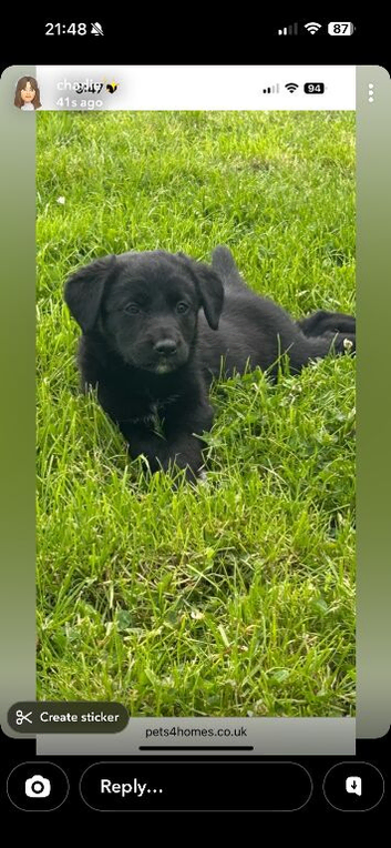 Labrador cross collie