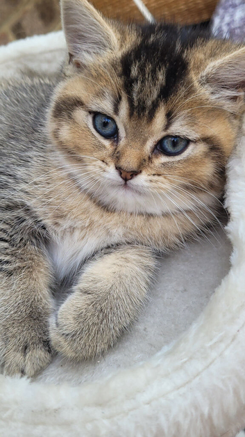 Chinchilla Scottish Fold kittens