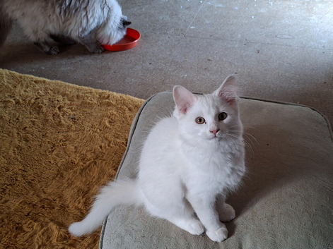 Gorgeous little boy kitten
