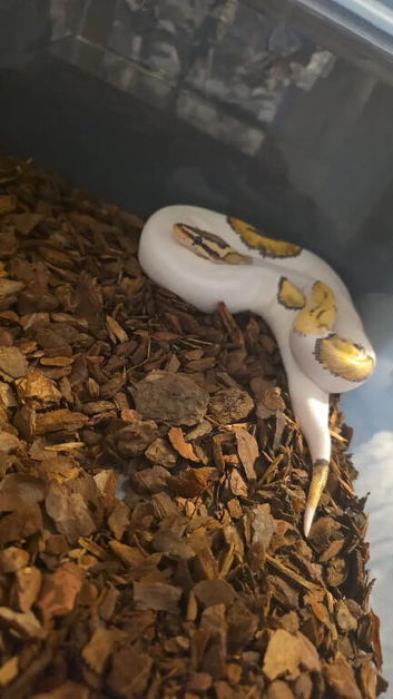 Royal pythons