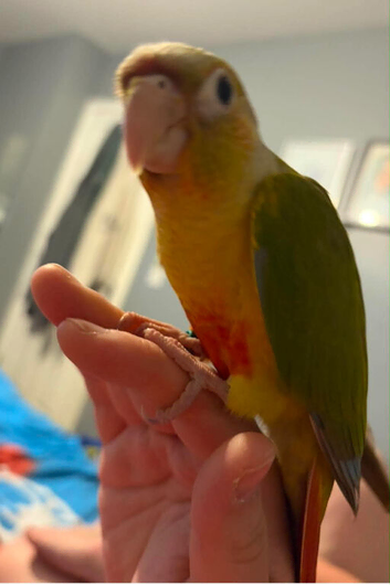 Beautiful hand reared baby conures