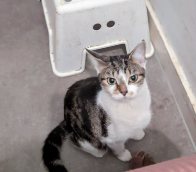 Kitten
