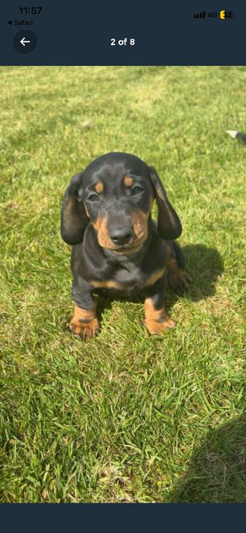Dachshund puppies for sale