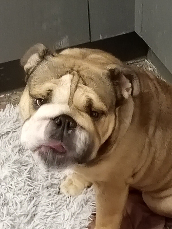 Bruno
