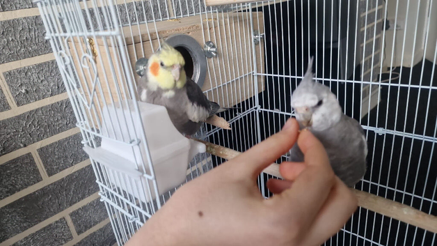 Silly tame, cuddly bonded pair of cockatiels