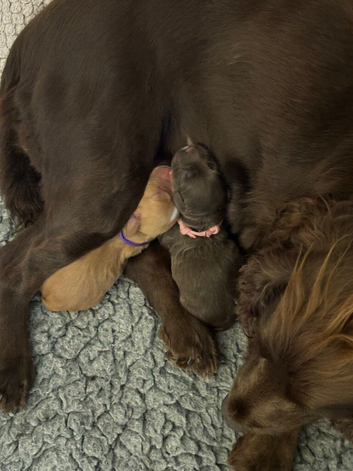 KC working Cocker Spaniels