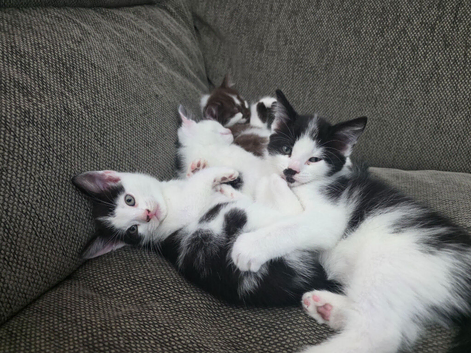 3 boy kittens