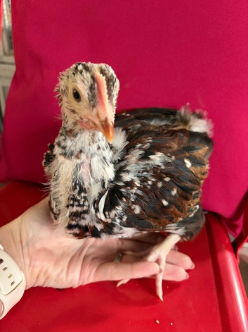 Jubilee Orpington Cockerel