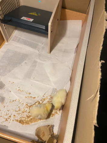 8 day old chicks