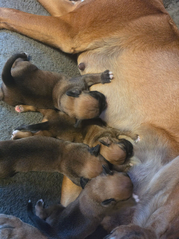 4 stunning boxer puppies