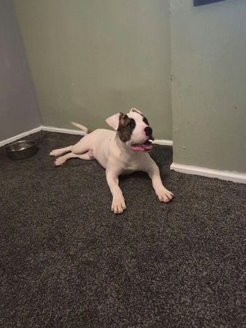 Cane corso cross