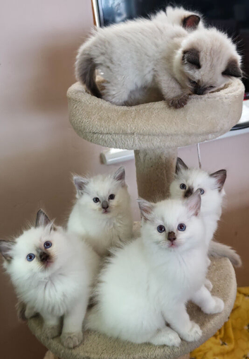 Ragdoll Kittens