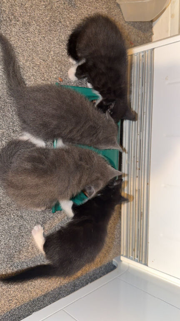 2 kittens