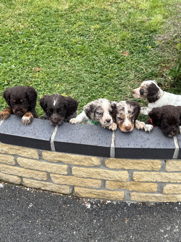 7 playful cocker spaniels pups