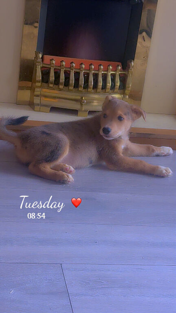 Staffy x husky pups