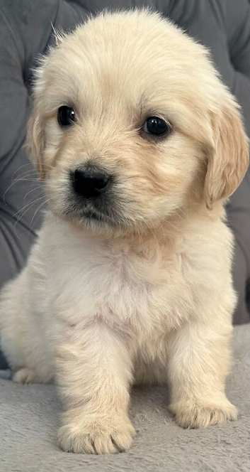 Beautiful, DNA tested - Golden Retriever Puppies
