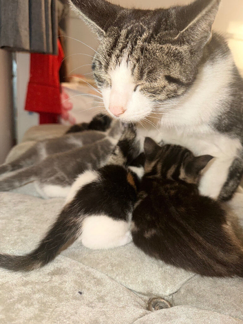 3 available kittens