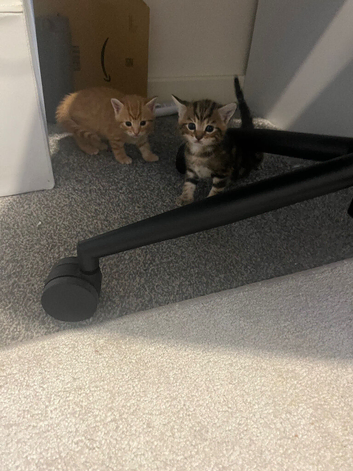 Four kittens ready late June early July price to be determined