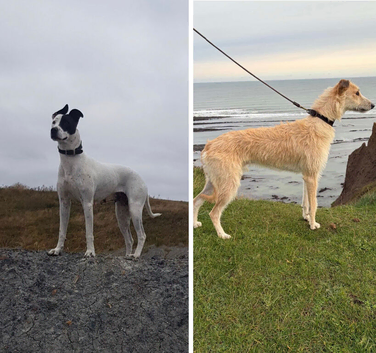 Lurcher pups due 10th November!!!