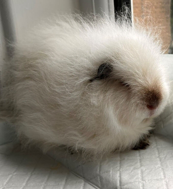 Beautiful Male Guinea Pig &ndash; Looking for a Loving Home