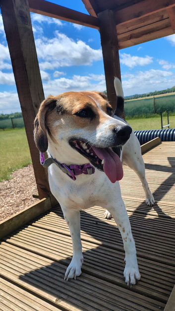 6 year old beagle female in Chelmsford