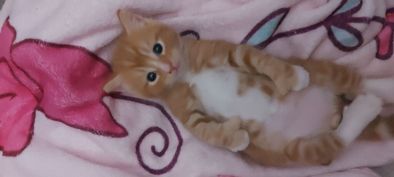 Kitten