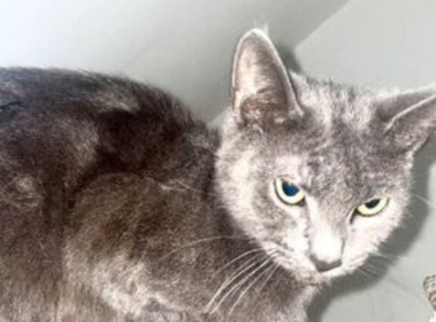 2 GORGEOUS FEMALE CATS FOR SALE