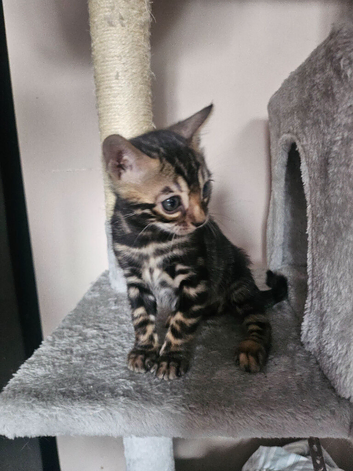 Stunning bengal kittens