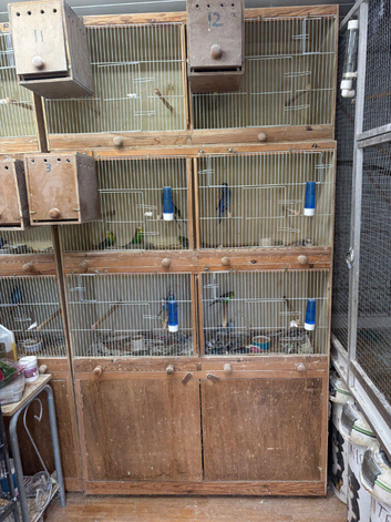 Budgerigar breeding cages