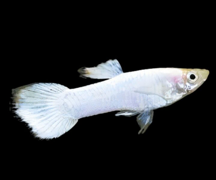 Snow White Guppies Breeding Pairs