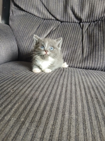 Gorgeous cross kittens