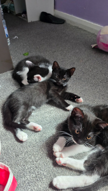 Kittens   ready for forever home