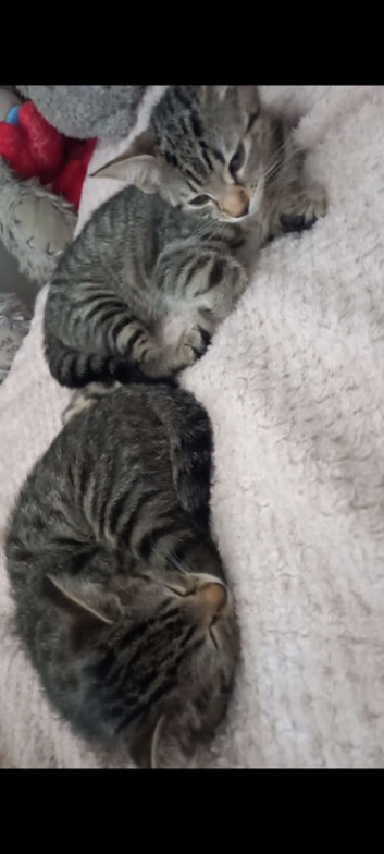 Female kittens