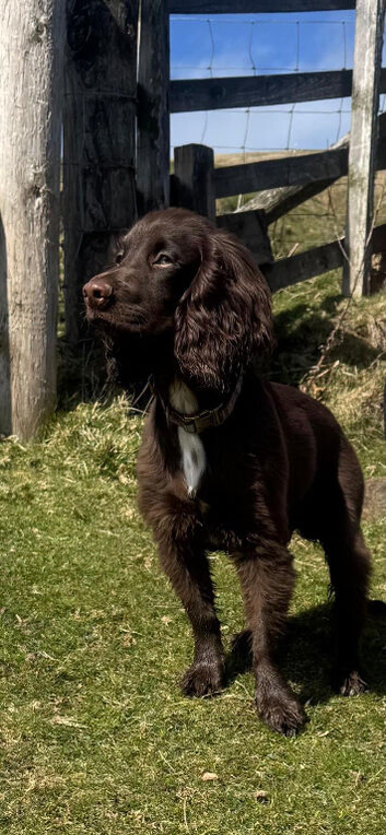 working cocker spaniel for stud