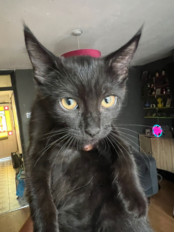 Orange eyed pixie eared Siberia kitten