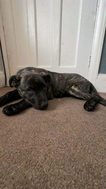 5 month old staff x German male