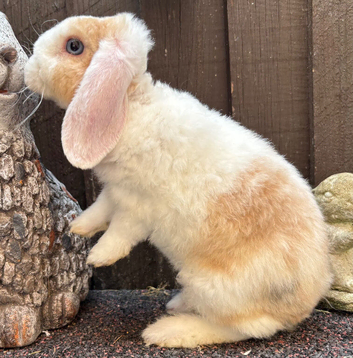Young Mini Plysh Lops available. Hypoallergenic fur.